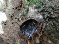 Stingless bee nest entrance 1.2 Royalty Free Stock Photo